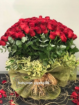 Kırmızı Gülün Büyüsü